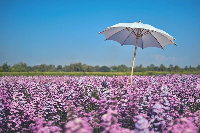 ดอยม่อนแจ่ม, ดอยหลวงเชียงดาว, ดอยอ่างขาง, ดอยอินทนนท์, ถนนคนเดินท่าแพ, ถนนคนเดินวัวลาย, ถนนช้างม่อยเก่า, ที่เที่ยวเชียงใหม่, ที่เที่ยวเชียงใหม่ 2024, ที่เที่ยวเชียงใหม่ 2567, ที่เที่ยวเชียงใหม่ อำเภอเมือง, ที่เที่ยวเมืองเชียงใหม่, นิมมาน, นิมมานเหมินทร์, บ้านป่าบงเปียง, ประตูท่าแพ, พระตำหนักภูพิงคราชนิเวศน์, ม่อนแจ่ม, วัดพระธาตุดอยสุเทพ, วัดพระสิงห์, วัดพระสิงห์ วรมหาวิหาร, วัดศรีสุพรรณ, วัดอุโมงค์ สวนพุทธธรรม, วัดอุโมงค์ เชียงใหม่, วัดเจดีย์หลวงวรวิหาร, สวนพฤกษศาสตร์สมเด็จพระนางเจ้าสิริกิติ์, สวนพฤกษศาสตร์เชียงใหม่, สวนสัตว์เชียงใหม่, ห้วยน้ำดัง, เชียงใหม่, เชียงใหม่ที่เที่ยว, เที่ยวเชียงใหม่, เที่ยวเชียงใหม่ 2024, เที่ยวเชียงใหม่ 2567, เมืองเชียงใหม่, แม่กำปอง, top 30+ ที่เที่ยวเชียงใหม่ อัปเดต [กรกฎาคม 2024] เที่ยวฟิน เคล้าลมหนาว