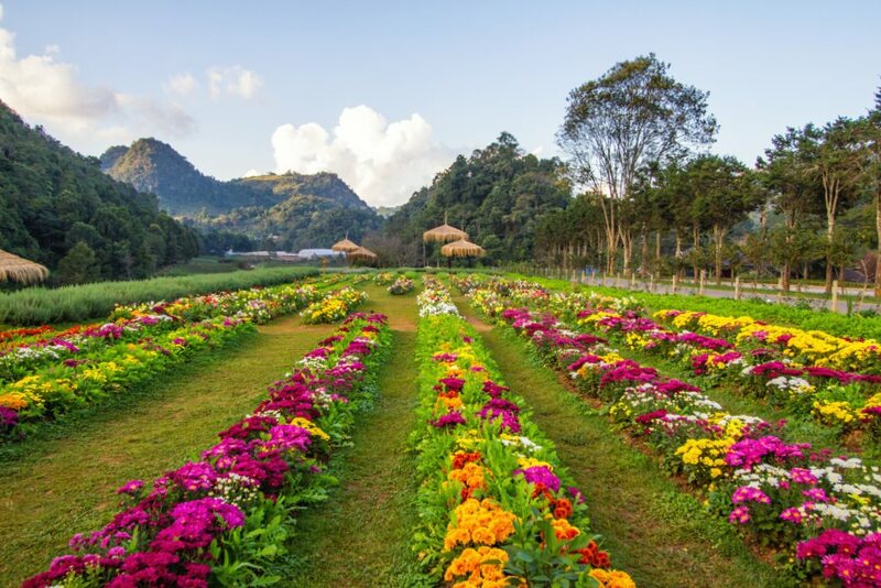 ดอยม่อนแจ่ม, ดอยหลวงเชียงดาว, ดอยอ่างขาง, ดอยอินทนนท์, ถนนคนเดินท่าแพ, ถนนคนเดินวัวลาย, ถนนช้างม่อยเก่า, ที่เที่ยวเชียงใหม่, ที่เที่ยวเชียงใหม่ 2024, ที่เที่ยวเชียงใหม่ 2567, ที่เที่ยวเชียงใหม่ อำเภอเมือง, ที่เที่ยวเมืองเชียงใหม่, นิมมาน, นิมมานเหมินทร์, บ้านป่าบงเปียง, ประตูท่าแพ, พระตำหนักภูพิงคราชนิเวศน์, ม่อนแจ่ม, วัดพระธาตุดอยสุเทพ, วัดพระสิงห์, วัดพระสิงห์ วรมหาวิหาร, วัดศรีสุพรรณ, วัดอุโมงค์ สวนพุทธธรรม, วัดอุโมงค์ เชียงใหม่, วัดเจดีย์หลวงวรวิหาร, สวนพฤกษศาสตร์สมเด็จพระนางเจ้าสิริกิติ์, สวนพฤกษศาสตร์เชียงใหม่, สวนสัตว์เชียงใหม่, ห้วยน้ำดัง, เชียงใหม่, เชียงใหม่ที่เที่ยว, เที่ยวเชียงใหม่, เที่ยวเชียงใหม่ 2024, เที่ยวเชียงใหม่ 2567, เมืองเชียงใหม่, แม่กำปอง, top 30+ ที่เที่ยวเชียงใหม่ อัปเดต [กรกฎาคม 2024] เที่ยวฟิน เคล้าลมหนาว