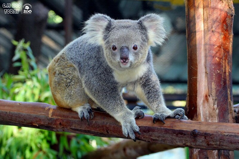 ดอยม่อนแจ่ม, ดอยหลวงเชียงดาว, ดอยอ่างขาง, ดอยอินทนนท์, ถนนคนเดินท่าแพ, ถนนคนเดินวัวลาย, ถนนช้างม่อยเก่า, ที่เที่ยวเชียงใหม่, ที่เที่ยวเชียงใหม่ 2024, ที่เที่ยวเชียงใหม่ 2567, ที่เที่ยวเชียงใหม่ อำเภอเมือง, ที่เที่ยวเมืองเชียงใหม่, นิมมาน, นิมมานเหมินทร์, บ้านป่าบงเปียง, ประตูท่าแพ, พระตำหนักภูพิงคราชนิเวศน์, ม่อนแจ่ม, วัดพระธาตุดอยสุเทพ, วัดพระสิงห์, วัดพระสิงห์ วรมหาวิหาร, วัดศรีสุพรรณ, วัดอุโมงค์ สวนพุทธธรรม, วัดอุโมงค์ เชียงใหม่, วัดเจดีย์หลวงวรวิหาร, สวนพฤกษศาสตร์สมเด็จพระนางเจ้าสิริกิติ์, สวนพฤกษศาสตร์เชียงใหม่, สวนสัตว์เชียงใหม่, ห้วยน้ำดัง, เชียงใหม่, เชียงใหม่ที่เที่ยว, เที่ยวเชียงใหม่, เที่ยวเชียงใหม่ 2024, เที่ยวเชียงใหม่ 2567, เมืองเชียงใหม่, แม่กำปอง, top 30+ ที่เที่ยวเชียงใหม่ อัปเดต [กรกฎาคม 2024] เที่ยวฟิน เคล้าลมหนาว