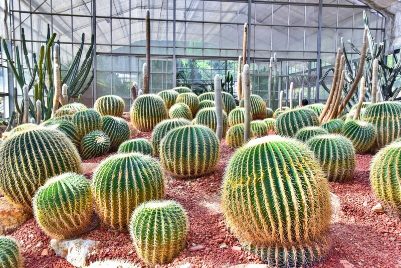 ดอยม่อนแจ่ม, ดอยหลวงเชียงดาว, ดอยอ่างขาง, ดอยอินทนนท์, ถนนคนเดินท่าแพ, ถนนคนเดินวัวลาย, ถนนช้างม่อยเก่า, ที่เที่ยวเชียงใหม่, ที่เที่ยวเชียงใหม่ 2024, ที่เที่ยวเชียงใหม่ 2567, ที่เที่ยวเชียงใหม่ อำเภอเมือง, ที่เที่ยวเมืองเชียงใหม่, นิมมาน, นิมมานเหมินทร์, บ้านป่าบงเปียง, ประตูท่าแพ, พระตำหนักภูพิงคราชนิเวศน์, ม่อนแจ่ม, วัดพระธาตุดอยสุเทพ, วัดพระสิงห์, วัดพระสิงห์ วรมหาวิหาร, วัดศรีสุพรรณ, วัดอุโมงค์ สวนพุทธธรรม, วัดอุโมงค์ เชียงใหม่, วัดเจดีย์หลวงวรวิหาร, สวนพฤกษศาสตร์สมเด็จพระนางเจ้าสิริกิติ์, สวนพฤกษศาสตร์เชียงใหม่, สวนสัตว์เชียงใหม่, ห้วยน้ำดัง, เชียงใหม่, เชียงใหม่ที่เที่ยว, เที่ยวเชียงใหม่, เที่ยวเชียงใหม่ 2024, เที่ยวเชียงใหม่ 2567, เมืองเชียงใหม่, แม่กำปอง, top 30+ ที่เที่ยวเชียงใหม่ อัปเดต [กรกฎาคม 2024] เที่ยวฟิน เคล้าลมหนาว