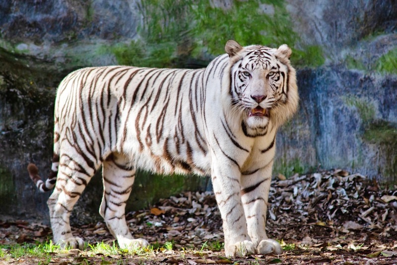 ดอยม่อนแจ่ม, ดอยหลวงเชียงดาว, ดอยอ่างขาง, ดอยอินทนนท์, ถนนคนเดินท่าแพ, ถนนคนเดินวัวลาย, ถนนช้างม่อยเก่า, ที่เที่ยวเชียงใหม่, ที่เที่ยวเชียงใหม่ 2024, ที่เที่ยวเชียงใหม่ 2567, ที่เที่ยวเชียงใหม่ อำเภอเมือง, ที่เที่ยวเมืองเชียงใหม่, นิมมาน, นิมมานเหมินทร์, บ้านป่าบงเปียง, ประตูท่าแพ, พระตำหนักภูพิงคราชนิเวศน์, ม่อนแจ่ม, วัดพระธาตุดอยสุเทพ, วัดพระสิงห์, วัดพระสิงห์ วรมหาวิหาร, วัดศรีสุพรรณ, วัดอุโมงค์ สวนพุทธธรรม, วัดอุโมงค์ เชียงใหม่, วัดเจดีย์หลวงวรวิหาร, สวนพฤกษศาสตร์สมเด็จพระนางเจ้าสิริกิติ์, สวนพฤกษศาสตร์เชียงใหม่, สวนสัตว์เชียงใหม่, ห้วยน้ำดัง, เชียงใหม่, เชียงใหม่ที่เที่ยว, เที่ยวเชียงใหม่, เที่ยวเชียงใหม่ 2024, เที่ยวเชียงใหม่ 2567, เมืองเชียงใหม่, แม่กำปอง, top 30+ ที่เที่ยวเชียงใหม่ อัปเดต [กรกฎาคม 2024] เที่ยวฟิน เคล้าลมหนาว