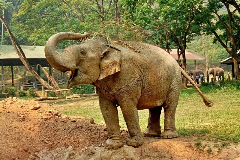 ดอยม่อนแจ่ม, ดอยหลวงเชียงดาว, ดอยอ่างขาง, ดอยอินทนนท์, ถนนคนเดินท่าแพ, ถนนคนเดินวัวลาย, ถนนช้างม่อยเก่า, ที่เที่ยวเชียงใหม่, ที่เที่ยวเชียงใหม่ 2024, ที่เที่ยวเชียงใหม่ 2567, ที่เที่ยวเชียงใหม่ อำเภอเมือง, ที่เที่ยวเมืองเชียงใหม่, นิมมาน, นิมมานเหมินทร์, บ้านป่าบงเปียง, ประตูท่าแพ, พระตำหนักภูพิงคราชนิเวศน์, ม่อนแจ่ม, วัดพระธาตุดอยสุเทพ, วัดพระสิงห์, วัดพระสิงห์ วรมหาวิหาร, วัดศรีสุพรรณ, วัดอุโมงค์ สวนพุทธธรรม, วัดอุโมงค์ เชียงใหม่, วัดเจดีย์หลวงวรวิหาร, สวนพฤกษศาสตร์สมเด็จพระนางเจ้าสิริกิติ์, สวนพฤกษศาสตร์เชียงใหม่, สวนสัตว์เชียงใหม่, ห้วยน้ำดัง, เชียงใหม่, เชียงใหม่ที่เที่ยว, เที่ยวเชียงใหม่, เที่ยวเชียงใหม่ 2024, เที่ยวเชียงใหม่ 2567, เมืองเชียงใหม่, แม่กำปอง, top 30+ ที่เที่ยวเชียงใหม่ อัปเดต [กรกฎาคม 2024] เที่ยวฟิน เคล้าลมหนาว