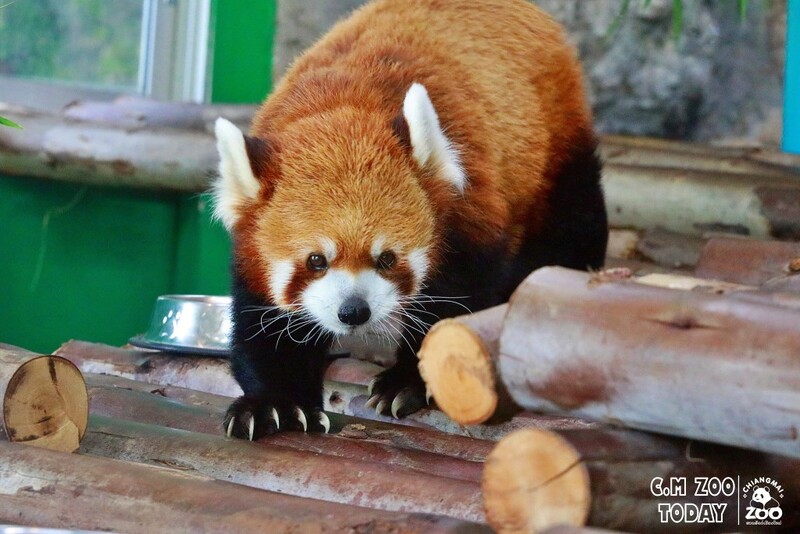 ดอยม่อนแจ่ม, ดอยหลวงเชียงดาว, ดอยอ่างขาง, ดอยอินทนนท์, ถนนคนเดินท่าแพ, ถนนคนเดินวัวลาย, ถนนช้างม่อยเก่า, ที่เที่ยวเชียงใหม่, ที่เที่ยวเชียงใหม่ 2024, ที่เที่ยวเชียงใหม่ 2567, ที่เที่ยวเชียงใหม่ อำเภอเมือง, ที่เที่ยวเมืองเชียงใหม่, นิมมาน, นิมมานเหมินทร์, บ้านป่าบงเปียง, ประตูท่าแพ, พระตำหนักภูพิงคราชนิเวศน์, ม่อนแจ่ม, วัดพระธาตุดอยสุเทพ, วัดพระสิงห์, วัดพระสิงห์ วรมหาวิหาร, วัดศรีสุพรรณ, วัดอุโมงค์ สวนพุทธธรรม, วัดอุโมงค์ เชียงใหม่, วัดเจดีย์หลวงวรวิหาร, สวนพฤกษศาสตร์สมเด็จพระนางเจ้าสิริกิติ์, สวนพฤกษศาสตร์เชียงใหม่, สวนสัตว์เชียงใหม่, ห้วยน้ำดัง, เชียงใหม่, เชียงใหม่ที่เที่ยว, เที่ยวเชียงใหม่, เที่ยวเชียงใหม่ 2024, เที่ยวเชียงใหม่ 2567, เมืองเชียงใหม่, แม่กำปอง, top 30+ ที่เที่ยวเชียงใหม่ อัปเดต [กรกฎาคม 2024] เที่ยวฟิน เคล้าลมหนาว