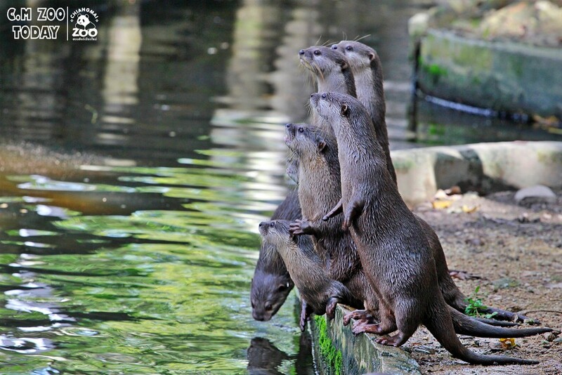 ดอยม่อนแจ่ม, ดอยหลวงเชียงดาว, ดอยอ่างขาง, ดอยอินทนนท์, ถนนคนเดินท่าแพ, ถนนคนเดินวัวลาย, ถนนช้างม่อยเก่า, ที่เที่ยวเชียงใหม่, ที่เที่ยวเชียงใหม่ 2024, ที่เที่ยวเชียงใหม่ 2567, ที่เที่ยวเชียงใหม่ อำเภอเมือง, ที่เที่ยวเมืองเชียงใหม่, นิมมาน, นิมมานเหมินทร์, บ้านป่าบงเปียง, ประตูท่าแพ, พระตำหนักภูพิงคราชนิเวศน์, ม่อนแจ่ม, วัดพระธาตุดอยสุเทพ, วัดพระสิงห์, วัดพระสิงห์ วรมหาวิหาร, วัดศรีสุพรรณ, วัดอุโมงค์ สวนพุทธธรรม, วัดอุโมงค์ เชียงใหม่, วัดเจดีย์หลวงวรวิหาร, สวนพฤกษศาสตร์สมเด็จพระนางเจ้าสิริกิติ์, สวนพฤกษศาสตร์เชียงใหม่, สวนสัตว์เชียงใหม่, ห้วยน้ำดัง, เชียงใหม่, เชียงใหม่ที่เที่ยว, เที่ยวเชียงใหม่, เที่ยวเชียงใหม่ 2024, เที่ยวเชียงใหม่ 2567, เมืองเชียงใหม่, แม่กำปอง, top 30+ ที่เที่ยวเชียงใหม่ อัปเดต [กรกฎาคม 2024] เที่ยวฟิน เคล้าลมหนาว