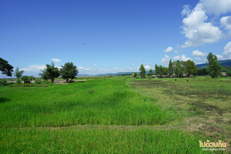 คาเฟ่ขอนแก่น, ร้านอาหารขอนแก่น, บ้านนอกคอกควาย  ขอนแก่น, บ้านนอกคอกควาย ร้านอาหารและบรรยากาศดีกลางทุ่งนา