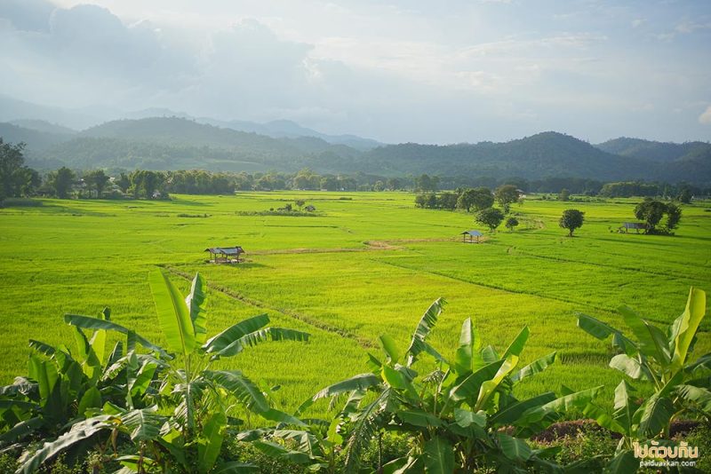 เมืองคอง, ที่พักเมืองคอง, เถียงนา ฟาร์มสเตย์, เถียงนา ฟาร์มสเตย์ เมืองคอง ที่พักหลักร้อย ชมวิวทุ่งนากว้าง