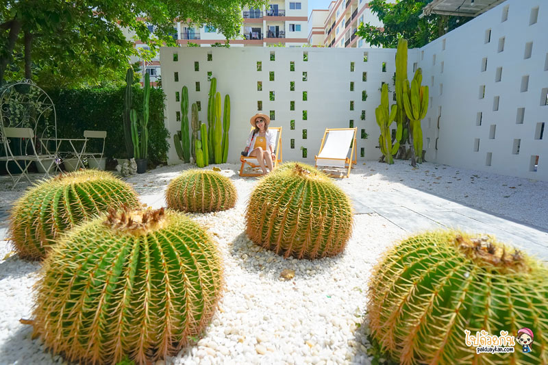 breeze box cafe x cactus, คาเฟ่แคคตัสพัทยา, ร้านกาแฟพัทยา, คาเฟ่พัทยา, breeze box cafe x cactus คาเฟ่แคคตัสสุดเก๋ในเมืองพัทยา