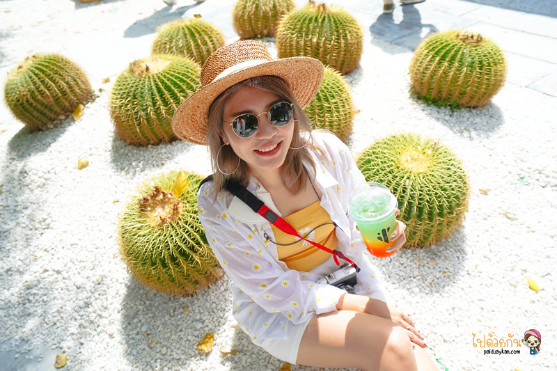breeze box cafe x cactus, คาเฟ่แคคตัสพัทยา, ร้านกาแฟพัทยา, คาเฟ่พัทยา, breeze box cafe x cactus คาเฟ่แคคตัสสุดเก๋ในเมืองพัทยา