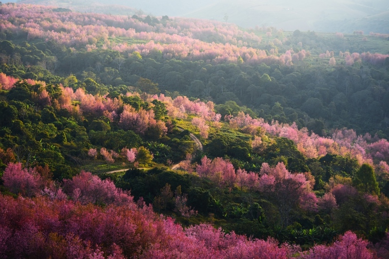 จังหวัดเลย, ถนนคนเดินเชียงคาน, ถนนลอยฟ้า ภูเก้าง้อม, ที่เที่ยวจังหวัดเลย 2023, ที่เที่ยวจังหวัดเลย 2566, ที่เที่ยวเลย, ที่เที่ยวเลย 2023, ที่เที่ยวเลย 2566, ผีตาโขนวัดโพนชัย, พิพิธภัณฑ์ผีตาโขน, ฟูจิเมืองเลย, ภูกระดึง, ภูซำทอง, ภูบ่อบิด, ภูบักได, ภูป่าเปาะ, ภูลมโล, ภูลำดวน, ภูเก้าง้อม, วนอุทยานภูบ่อบิด, วัดพระธาตุศรีสองรัก, วัดศรีคุณเมือง, วัดเนรมิตวิปัสสนา, วัดใหญ่, สกายวอล์คภูคกงิ้ว, สกายวอล์คเชียงคาน, สวนหินผางาม, ห้วยกระทิง, ห้วยน้ำหมานตอนบน, อุทยานแห่งชาตินาแห้ว, อุทยานแห่งชาติภูสวนทราย, อุทยานแห่งชาติภูเรือ, เชียงคาน, เลย, แก่งคุดคู้, top 20+ ที่เที่ยวจังหวัดเลย [กรกฎาคม 2024] ใช้ชีวิตสโลว์ไลฟ์ เที่ยวธรรมชาติ ชมความงามของทะเลภูเขา