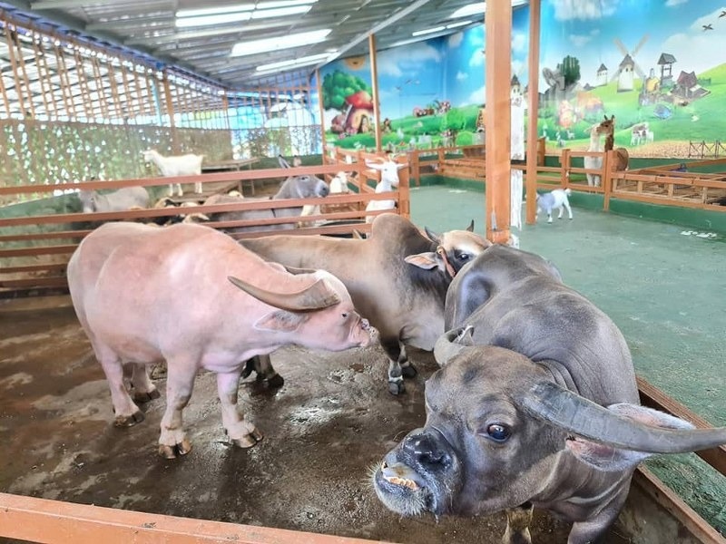 พัทยา, top 10+ ที่เที่ยวพัทยา 2567 จุดเช็คอินพัทยา เปิดใหม่ เข้าฟรี ที่เที่ยวตอนเย็น กลางคืน