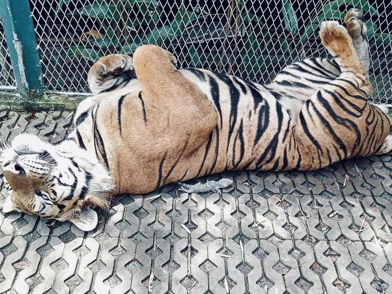 พัทยา, top 10+ ที่เที่ยวพัทยา 2567 จุดเช็คอินพัทยา เปิดใหม่ เข้าฟรี ที่เที่ยวตอนเย็น กลางคืน