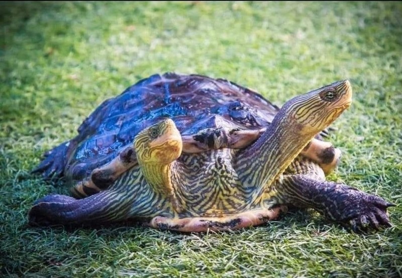 พัทยา, top 10+ ที่เที่ยวพัทยา 2567 จุดเช็คอินพัทยา เปิดใหม่ เข้าฟรี ที่เที่ยวตอนเย็น กลางคืน