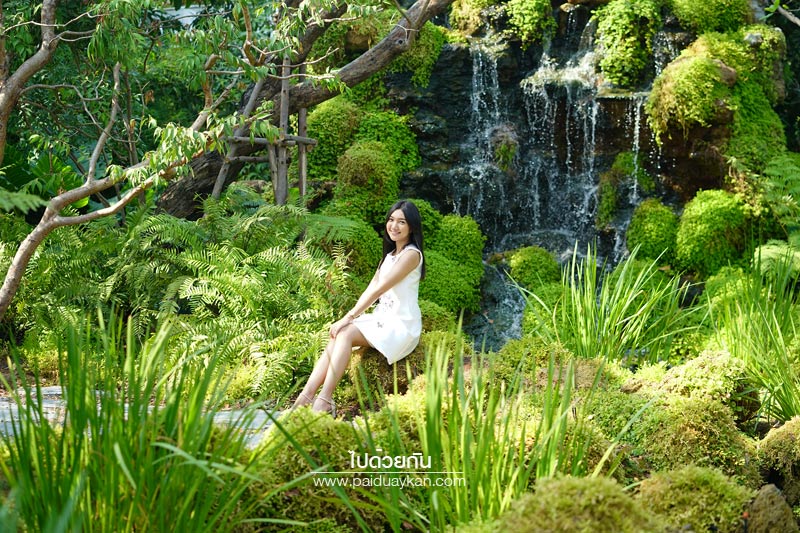 หมอกคาเฟ่, ร้านกาแฟเลียบด่วน, ร้านกาแฟย่านเกษตรนวมินทร์, หมอกคาเฟ่ ร้านกาแฟกลางแมกไม้ และไอหมอก