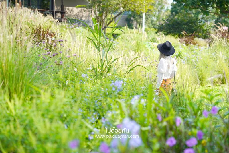 ร้านกาแฟเขาใหญ่, คาเฟ่เขาใหญ่, เขาใหญ่, doctor coffee เขาใหญ่, doctor coffee khaoyai, doctor coffee เขาใหญ่ จิบเครื่องดื่ม ชมสวน ถ่ายภาพฟุ้งฟิ้ง