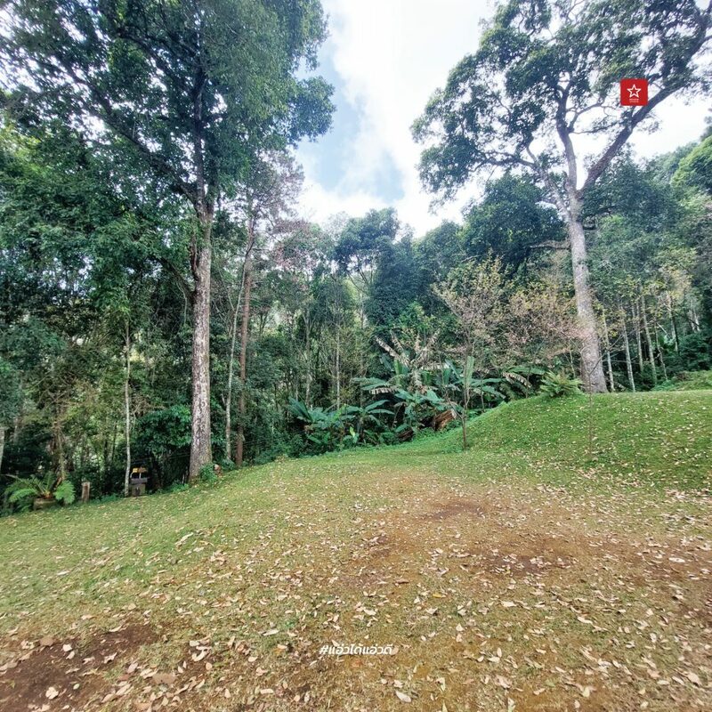 reviewchaingmai, ข่าวเชียงใหม่, ขุนช่างเคี่ยน, ขุนช่างเคี่ยน ดอยสุเทพ, ดอกซากุระ, ดอกพญาเสือโคร่ง เชียงใหม่, ที่เที่ยว หน้าหนาว, ที่เที่ยว เชียงใหม่, รีวิวเชียงใหม่, หน้าหนาว เชียงใหม่, ซากุระเชียงใหม่ เบ่งบานสะพรั่ง กับเส้นทางบ้านขุนช่างเคี่ยน