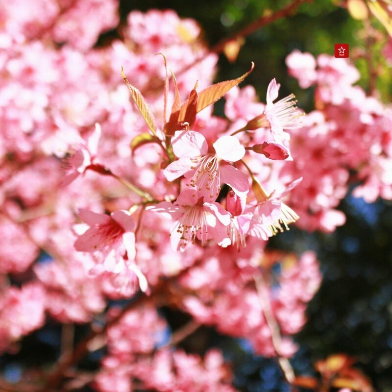 reviewchaingmai, ข่าวเชียงใหม่, ขุนช่างเคี่ยน, ขุนช่างเคี่ยน ดอยสุเทพ, ดอกซากุระ, ดอกพญาเสือโคร่ง เชียงใหม่, ที่เที่ยว หน้าหนาว, ที่เที่ยว เชียงใหม่, รีวิวเชียงใหม่, หน้าหนาว เชียงใหม่, ซากุระเชียงใหม่ เบ่งบานสะพรั่ง กับเส้นทางบ้านขุนช่างเคี่ยน