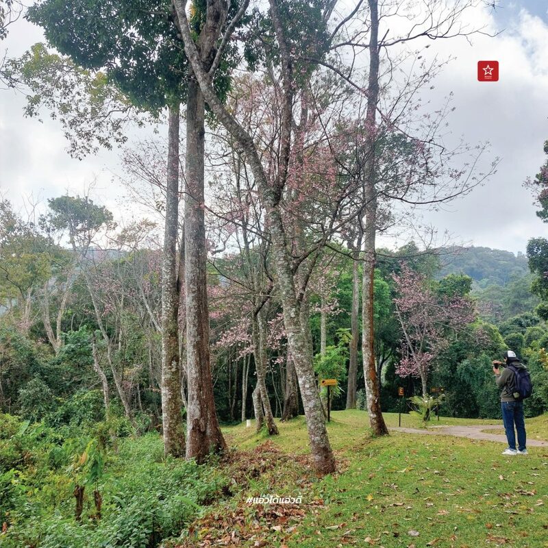 reviewchaingmai, ข่าวเชียงใหม่, ขุนช่างเคี่ยน, ขุนช่างเคี่ยน ดอยสุเทพ, ดอกซากุระ, ดอกพญาเสือโคร่ง เชียงใหม่, ที่เที่ยว หน้าหนาว, ที่เที่ยว เชียงใหม่, รีวิวเชียงใหม่, หน้าหนาว เชียงใหม่, ซากุระเชียงใหม่ เบ่งบานสะพรั่ง กับเส้นทางบ้านขุนช่างเคี่ยน