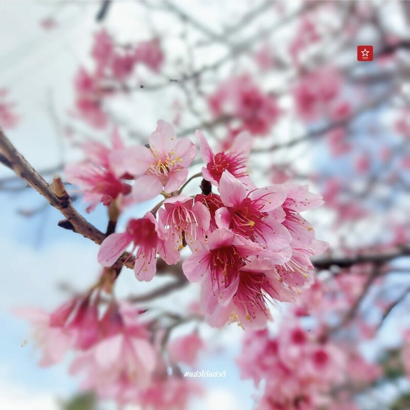 reviewchaingmai, ข่าวเชียงใหม่, ขุนช่างเคี่ยน, ขุนช่างเคี่ยน ดอยสุเทพ, ดอกซากุระ, ดอกพญาเสือโคร่ง เชียงใหม่, ที่เที่ยว หน้าหนาว, ที่เที่ยว เชียงใหม่, รีวิวเชียงใหม่, หน้าหนาว เชียงใหม่, ซากุระเชียงใหม่ เบ่งบานสะพรั่ง กับเส้นทางบ้านขุนช่างเคี่ยน