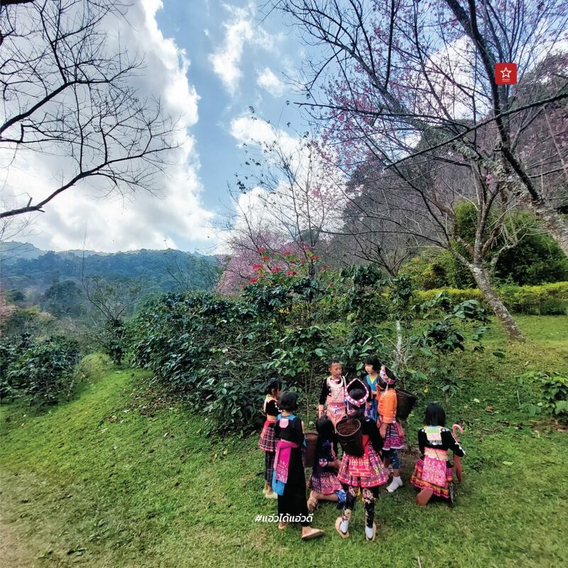 reviewchaingmai, ข่าวเชียงใหม่, ขุนช่างเคี่ยน, ขุนช่างเคี่ยน ดอยสุเทพ, ดอกซากุระ, ดอกพญาเสือโคร่ง เชียงใหม่, ที่เที่ยว หน้าหนาว, ที่เที่ยว เชียงใหม่, รีวิวเชียงใหม่, หน้าหนาว เชียงใหม่, ซากุระเชียงใหม่ เบ่งบานสะพรั่ง กับเส้นทางบ้านขุนช่างเคี่ยน