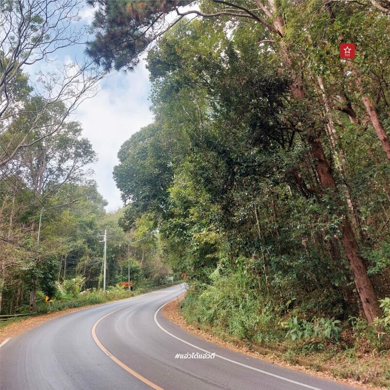 reviewchaingmai, ข่าวเชียงใหม่, ขุนช่างเคี่ยน, ขุนช่างเคี่ยน ดอยสุเทพ, ดอกซากุระ, ดอกพญาเสือโคร่ง เชียงใหม่, ที่เที่ยว หน้าหนาว, ที่เที่ยว เชียงใหม่, รีวิวเชียงใหม่, หน้าหนาว เชียงใหม่, ซากุระเชียงใหม่ เบ่งบานสะพรั่ง กับเส้นทางบ้านขุนช่างเคี่ยน