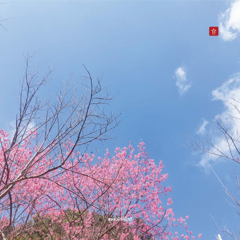 reviewchaingmai, ข่าวเชียงใหม่, ขุนช่างเคี่ยน, ขุนช่างเคี่ยน ดอยสุเทพ, ดอกซากุระ, ดอกพญาเสือโคร่ง เชียงใหม่, ที่เที่ยว หน้าหนาว, ที่เที่ยว เชียงใหม่, รีวิวเชียงใหม่, หน้าหนาว เชียงใหม่, ซากุระเชียงใหม่ เบ่งบานสะพรั่ง กับเส้นทางบ้านขุนช่างเคี่ยน