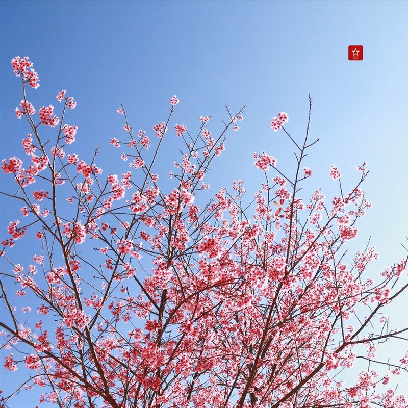 reviewchaingmai, ข่าวเชียงใหม่, ขุนช่างเคี่ยน, ขุนช่างเคี่ยน ดอยสุเทพ, ดอกซากุระ, ดอกพญาเสือโคร่ง เชียงใหม่, ที่เที่ยว หน้าหนาว, ที่เที่ยว เชียงใหม่, รีวิวเชียงใหม่, หน้าหนาว เชียงใหม่, ซากุระเชียงใหม่ เบ่งบานสะพรั่ง กับเส้นทางบ้านขุนช่างเคี่ยน