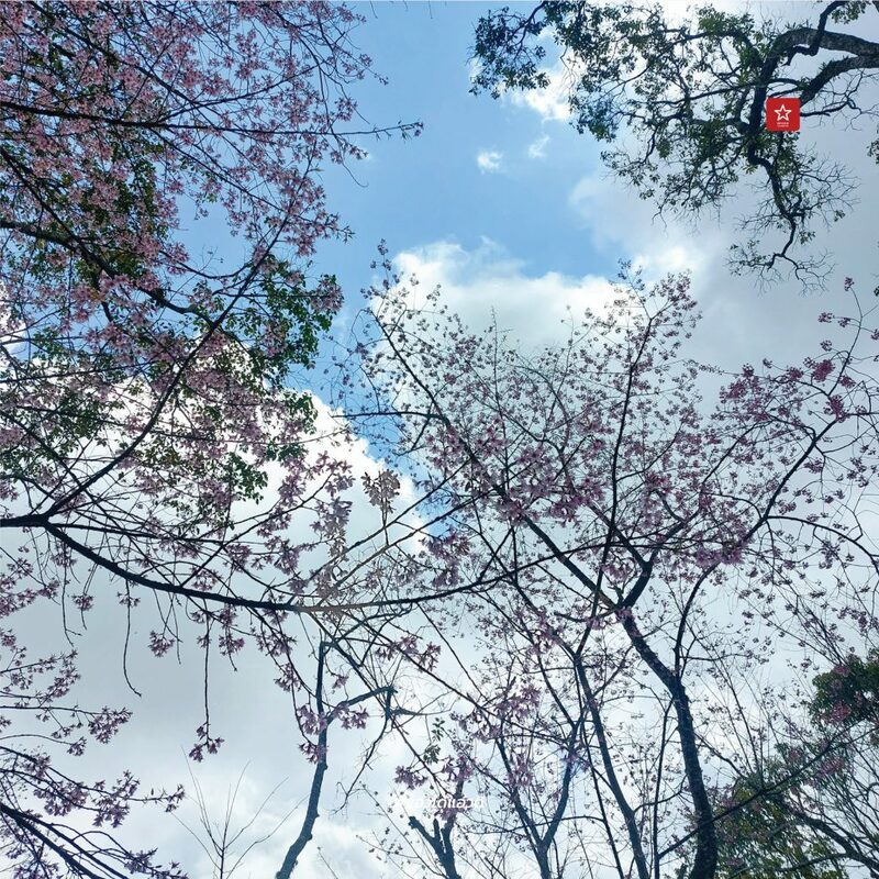 reviewchaingmai, ข่าวเชียงใหม่, ขุนช่างเคี่ยน, ขุนช่างเคี่ยน ดอยสุเทพ, ดอกซากุระ, ดอกพญาเสือโคร่ง เชียงใหม่, ที่เที่ยว หน้าหนาว, ที่เที่ยว เชียงใหม่, รีวิวเชียงใหม่, หน้าหนาว เชียงใหม่, ซากุระเชียงใหม่ เบ่งบานสะพรั่ง กับเส้นทางบ้านขุนช่างเคี่ยน