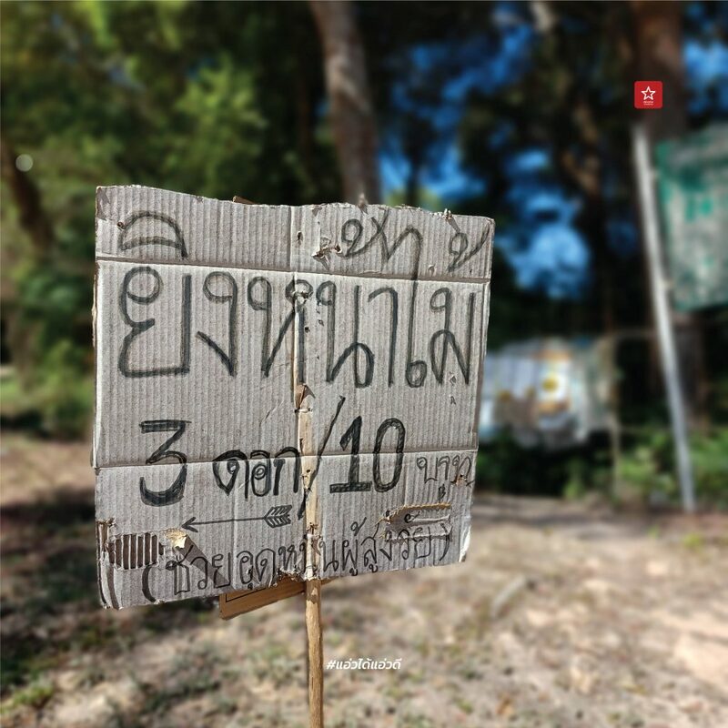 reviewchaingmai, ข่าวเชียงใหม่, ขุนช่างเคี่ยน, ขุนช่างเคี่ยน ดอยสุเทพ, ดอกซากุระ, ดอกพญาเสือโคร่ง เชียงใหม่, ที่เที่ยว หน้าหนาว, ที่เที่ยว เชียงใหม่, รีวิวเชียงใหม่, หน้าหนาว เชียงใหม่, ซากุระเชียงใหม่ เบ่งบานสะพรั่ง กับเส้นทางบ้านขุนช่างเคี่ยน