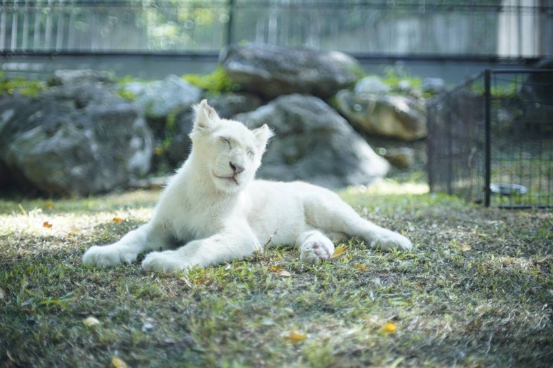 เขาใหญ่, top 17+ ที่เที่ยวเขาใหญ่ 2567 เที่ยวเขาใหญ่แบบธรรมชาติ บรรยากาศดี วิวสวยหลักล้าน