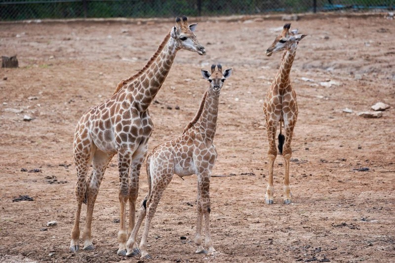 เขาใหญ่, top 17+ ที่เที่ยวเขาใหญ่ 2567 เที่ยวเขาใหญ่แบบธรรมชาติ บรรยากาศดี วิวสวยหลักล้าน