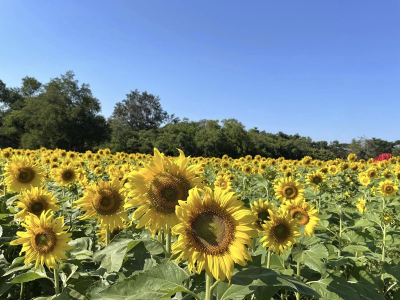 เขาใหญ่, top 17+ ที่เที่ยวเขาใหญ่ 2567 เที่ยวเขาใหญ่แบบธรรมชาติ บรรยากาศดี วิวสวยหลักล้าน