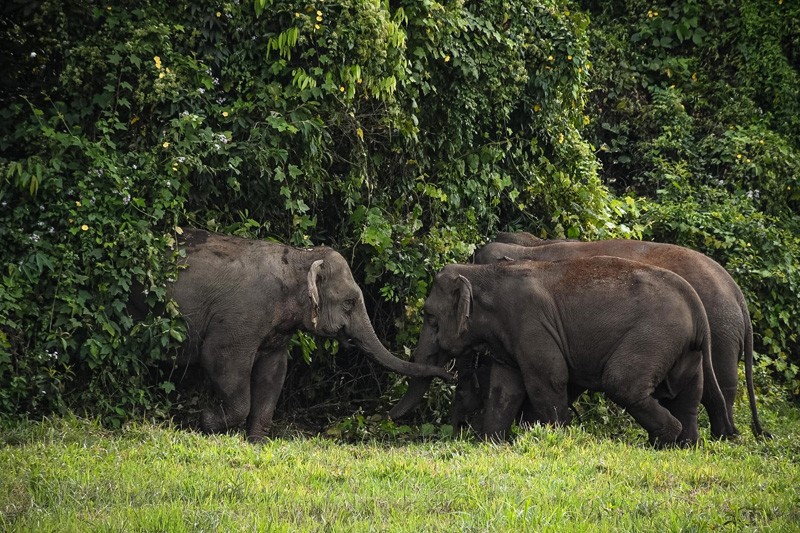 เขาใหญ่, top 17+ ที่เที่ยวเขาใหญ่ 2567 เที่ยวเขาใหญ่แบบธรรมชาติ บรรยากาศดี วิวสวยหลักล้าน