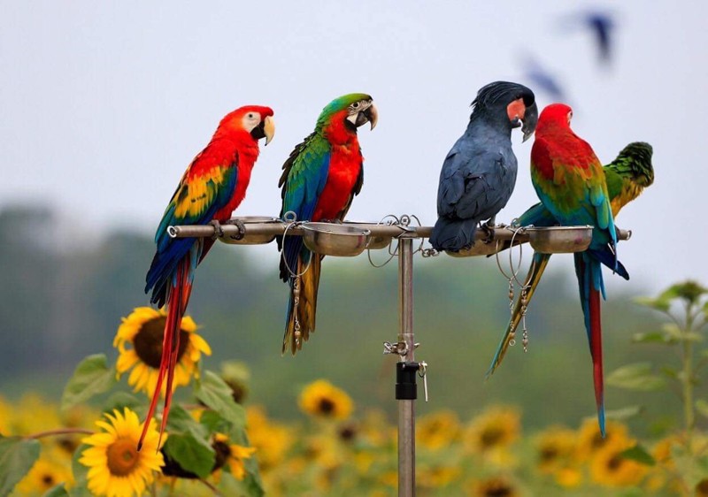 เขาใหญ่, top 17+ ที่เที่ยวเขาใหญ่ 2567 เที่ยวเขาใหญ่แบบธรรมชาติ บรรยากาศดี วิวสวยหลักล้าน