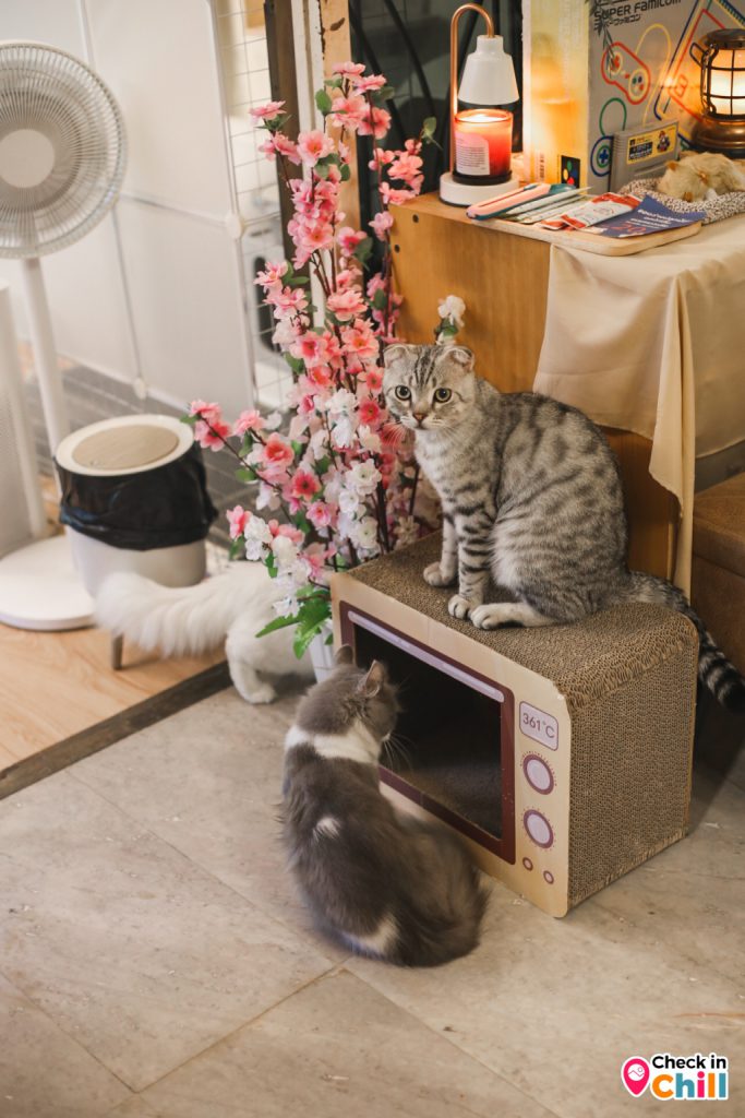 kuppu gamu cafe, kuppu gamu cafe and game store, kuppugamu, kuppugamu game store, คัปปุเกมมุคาเฟ่, ค่าเฟ่ปทุมธานี, คาเฟ่เกมส์, คาเฟ่เกมส์และแมว, คาเฟ่แมว, รีวิว kuppu gamu cafe and game store คาเฟ่ลับย่านปทุมธานี สนุกสนานกับการเล่นเกมส์ เพลิดเพลินไปกับเหล่าน้องเหมียว