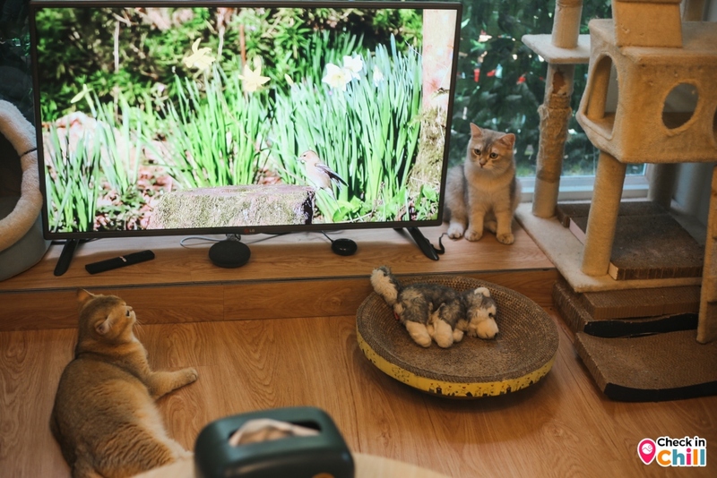 kuppu gamu cafe, kuppu gamu cafe and game store, kuppugamu, kuppugamu game store, คัปปุเกมมุคาเฟ่, ค่าเฟ่ปทุมธานี, คาเฟ่เกมส์, คาเฟ่เกมส์และแมว, คาเฟ่แมว, รีวิว kuppu gamu cafe and game store คาเฟ่ลับย่านปทุมธานี สนุกสนานกับการเล่นเกมส์ เพลิดเพลินไปกับเหล่าน้องเหมียว