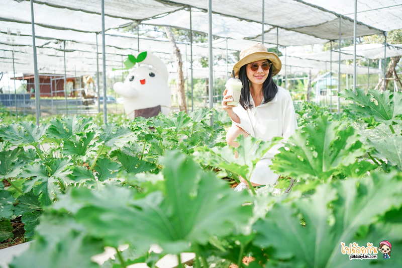 ที่เที่ยวสวนผึ้ง, สวนผึ้ง, เที่ยวราชบุรี, สวนผึ้ง อำเภอสุดชิลล์ บรรยากาศดี๊ดี เที่ยวแบบอินไซด์ 20 จุดเช็คอินเก๋ๆ ไปได้ทุกฤดู