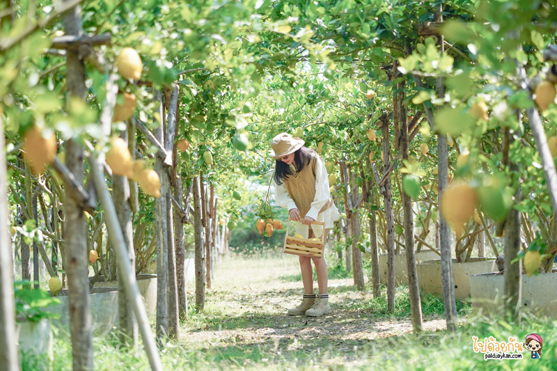ที่เที่ยวสวนผึ้ง, สวนผึ้ง, เที่ยวราชบุรี, สวนผึ้ง อำเภอสุดชิลล์ บรรยากาศดี๊ดี เที่ยวแบบอินไซด์ 20 จุดเช็คอินเก๋ๆ ไปได้ทุกฤดู