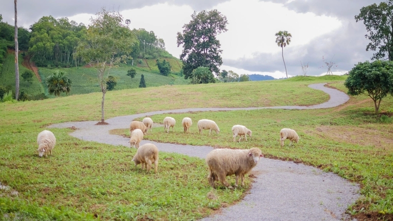 amazing dinosaur, amazing dinosaur เขาค้อ, gino cafe, hydrangea cafe, pino latte, pizza house cafe), the dreamer cafe, the dreamer cafe & resort, จุดชมวิวทะเลหมอก อำเภอเขาค้อ, จุดชมวิววัดกองเนียม, จุดชมวิวอำเภอเขาค้อ, ที่เที่ยวเขาค้อ, ที่เที่ยวเขาค้อ 2024, ที่เที่ยวเขาค้อ 2567, ที่เที่ยวเพชรบูรณ์, ทุ่งแสลงหลวง, น้ำตกศรีดิษฐ์, บ้านเขา คาเฟ่, พระตำหนัก เขาค้อ, พระบรมธาตุเจดีย์กาญจนาภิเษก, พิพิธภัณฑ์อาวุธ, ฟาร์มแกะ เขาค้อ, ม่อนซ่อนแก้ว ฟาร์มสเตย์แอนด์คาเฟ่, ม่อนแกะ เขาค้อ, วัดป่าคาสามัคคี, วัดผาซ่อนแก้ว, วัดพระธาตุผาซ่อนแก้ว, สกายวอล์คภูเลิศ, สกายวอล์คภูเลิศเขาค้อ, องค์ปู่ท้าวเวชสุวรรณลอยฟ้า, อนุสรณ์สถานผู้เสียสละ เขาค้อ, อุทยานแห่งชาติทุ่งแสลงหลวง, เขาค้อ, เขาค้อ 2024, เขาค้อ 2567, เขาตะเคียนโง๊ะ, แก่งบางระจัน, ไร่ gb ทุ่งกังหันลม, ไร่gb เขาค้อ, ไฮเดรนเยีย คาเฟ่, top 20+ ที่เที่ยวเขาค้อ [สิงหาคม 2024] ที่ต้องแวะเช็คอิน ฟินไปกับทะเลหมอก ชมธรรมชาติส้วยสวย