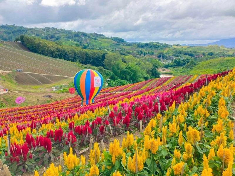 amazing dinosaur, amazing dinosaur เขาค้อ, gino cafe, hydrangea cafe, pino latte, pizza house cafe), the dreamer cafe, the dreamer cafe & resort, จุดชมวิวทะเลหมอก อำเภอเขาค้อ, จุดชมวิววัดกองเนียม, จุดชมวิวอำเภอเขาค้อ, ที่เที่ยวเขาค้อ, ที่เที่ยวเขาค้อ 2024, ที่เที่ยวเขาค้อ 2567, ที่เที่ยวเพชรบูรณ์, ทุ่งแสลงหลวง, น้ำตกศรีดิษฐ์, บ้านเขา คาเฟ่, พระตำหนัก เขาค้อ, พระบรมธาตุเจดีย์กาญจนาภิเษก, พิพิธภัณฑ์อาวุธ, ฟาร์มแกะ เขาค้อ, ม่อนซ่อนแก้ว ฟาร์มสเตย์แอนด์คาเฟ่, ม่อนแกะ เขาค้อ, วัดป่าคาสามัคคี, วัดผาซ่อนแก้ว, วัดพระธาตุผาซ่อนแก้ว, สกายวอล์คภูเลิศ, สกายวอล์คภูเลิศเขาค้อ, องค์ปู่ท้าวเวชสุวรรณลอยฟ้า, อนุสรณ์สถานผู้เสียสละ เขาค้อ, อุทยานแห่งชาติทุ่งแสลงหลวง, เขาค้อ, เขาค้อ 2024, เขาค้อ 2567, เขาตะเคียนโง๊ะ, แก่งบางระจัน, ไร่ gb ทุ่งกังหันลม, ไร่gb เขาค้อ, ไฮเดรนเยีย คาเฟ่, top 20+ ที่เที่ยวเขาค้อ [สิงหาคม 2024] ที่ต้องแวะเช็คอิน ฟินไปกับทะเลหมอก ชมธรรมชาติส้วยสวย