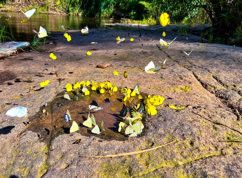 amazing dinosaur, amazing dinosaur เขาค้อ, gino cafe, hydrangea cafe, pino latte, pizza house cafe), the dreamer cafe, the dreamer cafe & resort, จุดชมวิวทะเลหมอก อำเภอเขาค้อ, จุดชมวิววัดกองเนียม, จุดชมวิวอำเภอเขาค้อ, ที่เที่ยวเขาค้อ, ที่เที่ยวเขาค้อ 2024, ที่เที่ยวเขาค้อ 2567, ที่เที่ยวเพชรบูรณ์, ทุ่งแสลงหลวง, น้ำตกศรีดิษฐ์, บ้านเขา คาเฟ่, พระตำหนัก เขาค้อ, พระบรมธาตุเจดีย์กาญจนาภิเษก, พิพิธภัณฑ์อาวุธ, ฟาร์มแกะ เขาค้อ, ม่อนซ่อนแก้ว ฟาร์มสเตย์แอนด์คาเฟ่, ม่อนแกะ เขาค้อ, วัดป่าคาสามัคคี, วัดผาซ่อนแก้ว, วัดพระธาตุผาซ่อนแก้ว, สกายวอล์คภูเลิศ, สกายวอล์คภูเลิศเขาค้อ, องค์ปู่ท้าวเวชสุวรรณลอยฟ้า, อนุสรณ์สถานผู้เสียสละ เขาค้อ, อุทยานแห่งชาติทุ่งแสลงหลวง, เขาค้อ, เขาค้อ 2024, เขาค้อ 2567, เขาตะเคียนโง๊ะ, แก่งบางระจัน, ไร่ gb ทุ่งกังหันลม, ไร่gb เขาค้อ, ไฮเดรนเยีย คาเฟ่, top 20+ ที่เที่ยวเขาค้อ [สิงหาคม 2024] ที่ต้องแวะเช็คอิน ฟินไปกับทะเลหมอก ชมธรรมชาติส้วยสวย