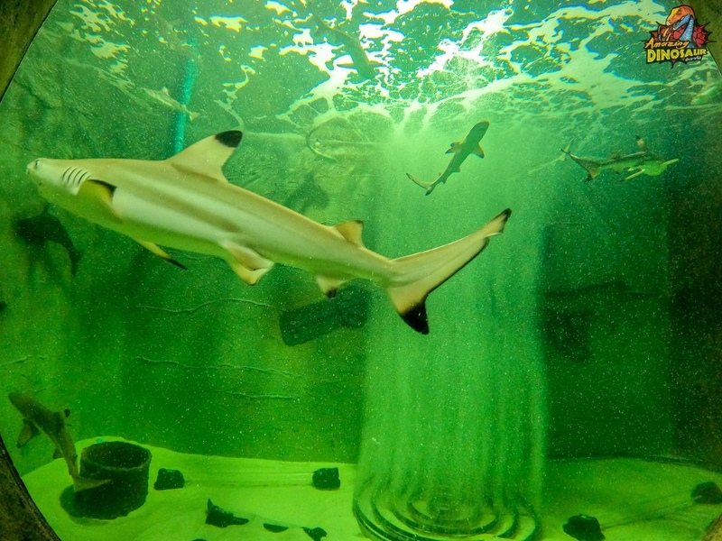 amazing dinosaur, amazing dinosaur เขาค้อ, gino cafe, hydrangea cafe, pino latte, pizza house cafe), the dreamer cafe, the dreamer cafe & resort, จุดชมวิวทะเลหมอก อำเภอเขาค้อ, จุดชมวิววัดกองเนียม, จุดชมวิวอำเภอเขาค้อ, ที่เที่ยวเขาค้อ, ที่เที่ยวเขาค้อ 2024, ที่เที่ยวเขาค้อ 2567, ที่เที่ยวเพชรบูรณ์, ทุ่งแสลงหลวง, น้ำตกศรีดิษฐ์, บ้านเขา คาเฟ่, พระตำหนัก เขาค้อ, พระบรมธาตุเจดีย์กาญจนาภิเษก, พิพิธภัณฑ์อาวุธ, ฟาร์มแกะ เขาค้อ, ม่อนซ่อนแก้ว ฟาร์มสเตย์แอนด์คาเฟ่, ม่อนแกะ เขาค้อ, วัดป่าคาสามัคคี, วัดผาซ่อนแก้ว, วัดพระธาตุผาซ่อนแก้ว, สกายวอล์คภูเลิศ, สกายวอล์คภูเลิศเขาค้อ, องค์ปู่ท้าวเวชสุวรรณลอยฟ้า, อนุสรณ์สถานผู้เสียสละ เขาค้อ, อุทยานแห่งชาติทุ่งแสลงหลวง, เขาค้อ, เขาค้อ 2024, เขาค้อ 2567, เขาตะเคียนโง๊ะ, แก่งบางระจัน, ไร่ gb ทุ่งกังหันลม, ไร่gb เขาค้อ, ไฮเดรนเยีย คาเฟ่, top 20+ ที่เที่ยวเขาค้อ [สิงหาคม 2024] ที่ต้องแวะเช็คอิน ฟินไปกับทะเลหมอก ชมธรรมชาติส้วยสวย