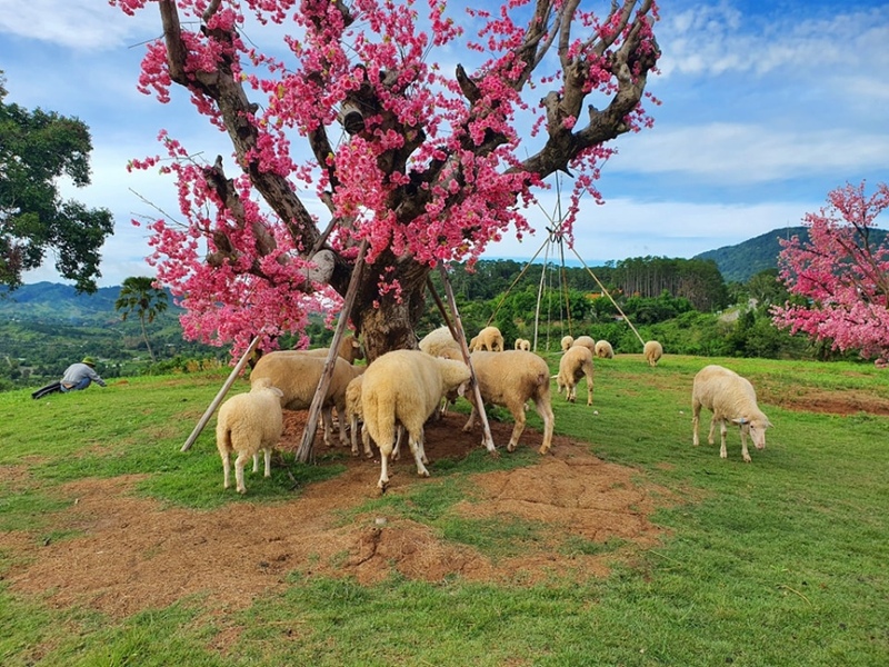 amazing dinosaur, amazing dinosaur เขาค้อ, gino cafe, hydrangea cafe, pino latte, pizza house cafe), the dreamer cafe, the dreamer cafe & resort, จุดชมวิวทะเลหมอก อำเภอเขาค้อ, จุดชมวิววัดกองเนียม, จุดชมวิวอำเภอเขาค้อ, ที่เที่ยวเขาค้อ, ที่เที่ยวเขาค้อ 2024, ที่เที่ยวเขาค้อ 2567, ที่เที่ยวเพชรบูรณ์, ทุ่งแสลงหลวง, น้ำตกศรีดิษฐ์, บ้านเขา คาเฟ่, พระตำหนัก เขาค้อ, พระบรมธาตุเจดีย์กาญจนาภิเษก, พิพิธภัณฑ์อาวุธ, ฟาร์มแกะ เขาค้อ, ม่อนซ่อนแก้ว ฟาร์มสเตย์แอนด์คาเฟ่, ม่อนแกะ เขาค้อ, วัดป่าคาสามัคคี, วัดผาซ่อนแก้ว, วัดพระธาตุผาซ่อนแก้ว, สกายวอล์คภูเลิศ, สกายวอล์คภูเลิศเขาค้อ, องค์ปู่ท้าวเวชสุวรรณลอยฟ้า, อนุสรณ์สถานผู้เสียสละ เขาค้อ, อุทยานแห่งชาติทุ่งแสลงหลวง, เขาค้อ, เขาค้อ 2024, เขาค้อ 2567, เขาตะเคียนโง๊ะ, แก่งบางระจัน, ไร่ gb ทุ่งกังหันลม, ไร่gb เขาค้อ, ไฮเดรนเยีย คาเฟ่, top 20+ ที่เที่ยวเขาค้อ [สิงหาคม 2024] ที่ต้องแวะเช็คอิน ฟินไปกับทะเลหมอก ชมธรรมชาติส้วยสวย