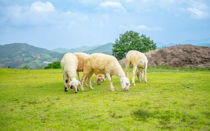 amazing dinosaur, amazing dinosaur เขาค้อ, gino cafe, hydrangea cafe, pino latte, pizza house cafe), the dreamer cafe, the dreamer cafe & resort, จุดชมวิวทะเลหมอก อำเภอเขาค้อ, จุดชมวิววัดกองเนียม, จุดชมวิวอำเภอเขาค้อ, ที่เที่ยวเขาค้อ, ที่เที่ยวเขาค้อ 2024, ที่เที่ยวเขาค้อ 2567, ที่เที่ยวเพชรบูรณ์, ทุ่งแสลงหลวง, น้ำตกศรีดิษฐ์, บ้านเขา คาเฟ่, พระตำหนัก เขาค้อ, พระบรมธาตุเจดีย์กาญจนาภิเษก, พิพิธภัณฑ์อาวุธ, ฟาร์มแกะ เขาค้อ, ม่อนซ่อนแก้ว ฟาร์มสเตย์แอนด์คาเฟ่, ม่อนแกะ เขาค้อ, วัดป่าคาสามัคคี, วัดผาซ่อนแก้ว, วัดพระธาตุผาซ่อนแก้ว, สกายวอล์คภูเลิศ, สกายวอล์คภูเลิศเขาค้อ, องค์ปู่ท้าวเวชสุวรรณลอยฟ้า, อนุสรณ์สถานผู้เสียสละ เขาค้อ, อุทยานแห่งชาติทุ่งแสลงหลวง, เขาค้อ, เขาค้อ 2024, เขาค้อ 2567, เขาตะเคียนโง๊ะ, แก่งบางระจัน, ไร่ gb ทุ่งกังหันลม, ไร่gb เขาค้อ, ไฮเดรนเยีย คาเฟ่, top 20+ ที่เที่ยวเขาค้อ [สิงหาคม 2024] ที่ต้องแวะเช็คอิน ฟินไปกับทะเลหมอก ชมธรรมชาติส้วยสวย