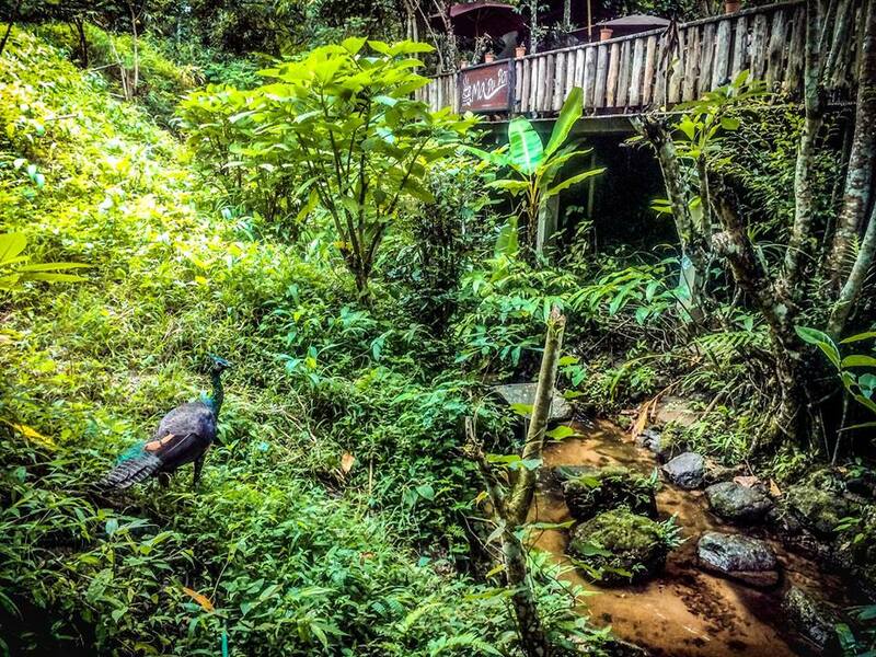 top 9+ ร้านคาเฟ่แม่กำปองครองใจ บรรยากาศดีจนต้องหลงรัก สักครั้งต้องไปเช็คอิน พิกัดอ.แม่ออน