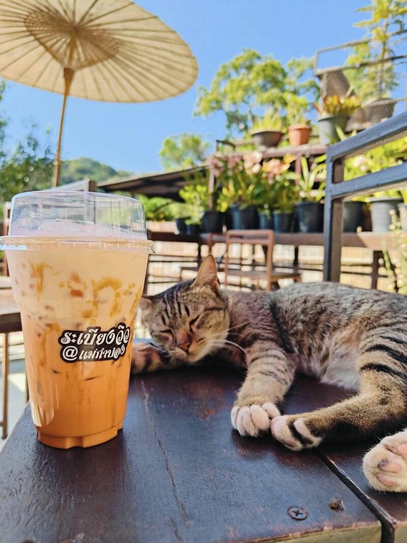 top 9+ ร้านคาเฟ่แม่กำปองครองใจ บรรยากาศดีจนต้องหลงรัก สักครั้งต้องไปเช็คอิน พิกัดอ.แม่ออน