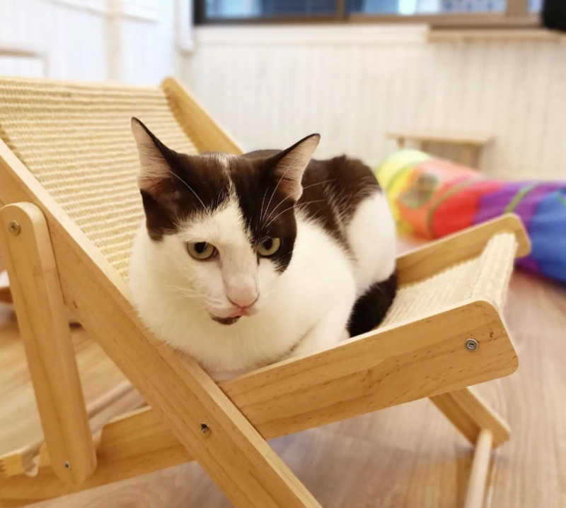 top 5+ คาเฟ่แมวในกรุงเทพฯ แวะมารับความน่ารักจากเหมียวขนปุย