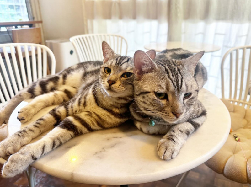 top 5+ คาเฟ่แมวในกรุงเทพฯ แวะมารับความน่ารักจากเหมียวขนปุย