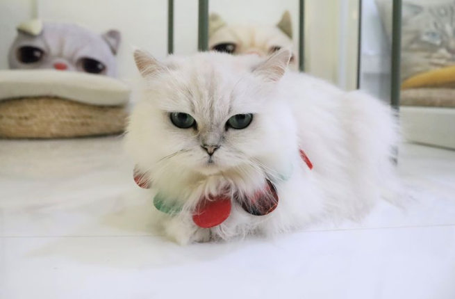 top 5+ คาเฟ่แมวในกรุงเทพฯ แวะมารับความน่ารักจากเหมียวขนปุย