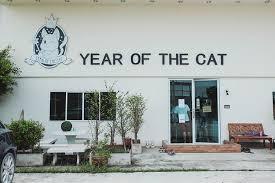 top 5+ คาเฟ่แมวในกรุงเทพฯ แวะมารับความน่ารักจากเหมียวขนปุย