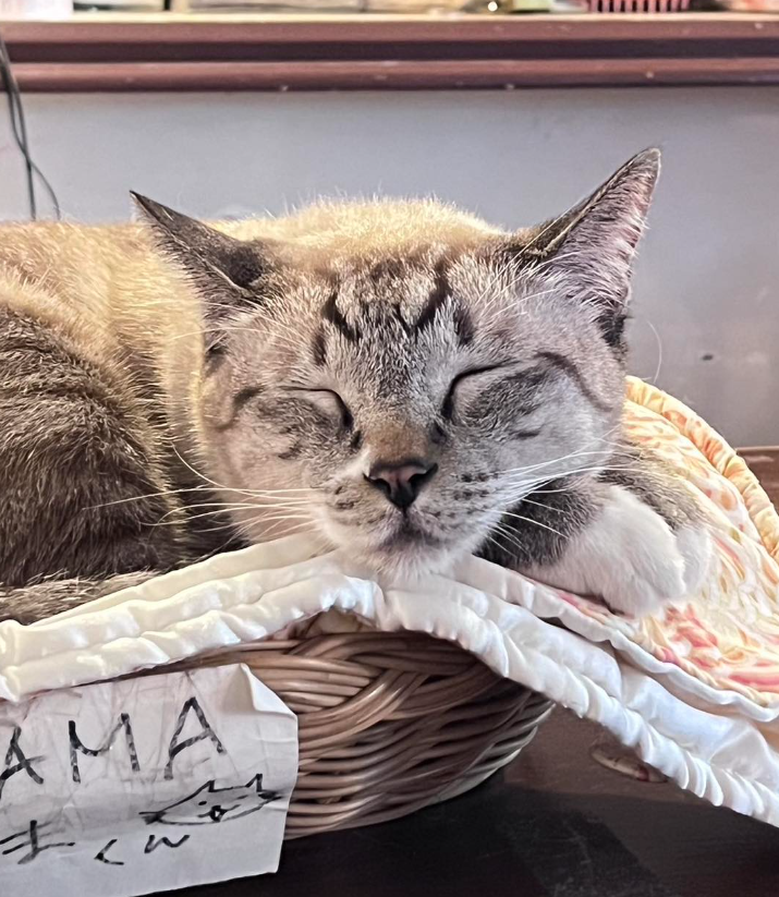 top 5+ คาเฟ่แมวในกรุงเทพฯ แวะมารับความน่ารักจากเหมียวขนปุย